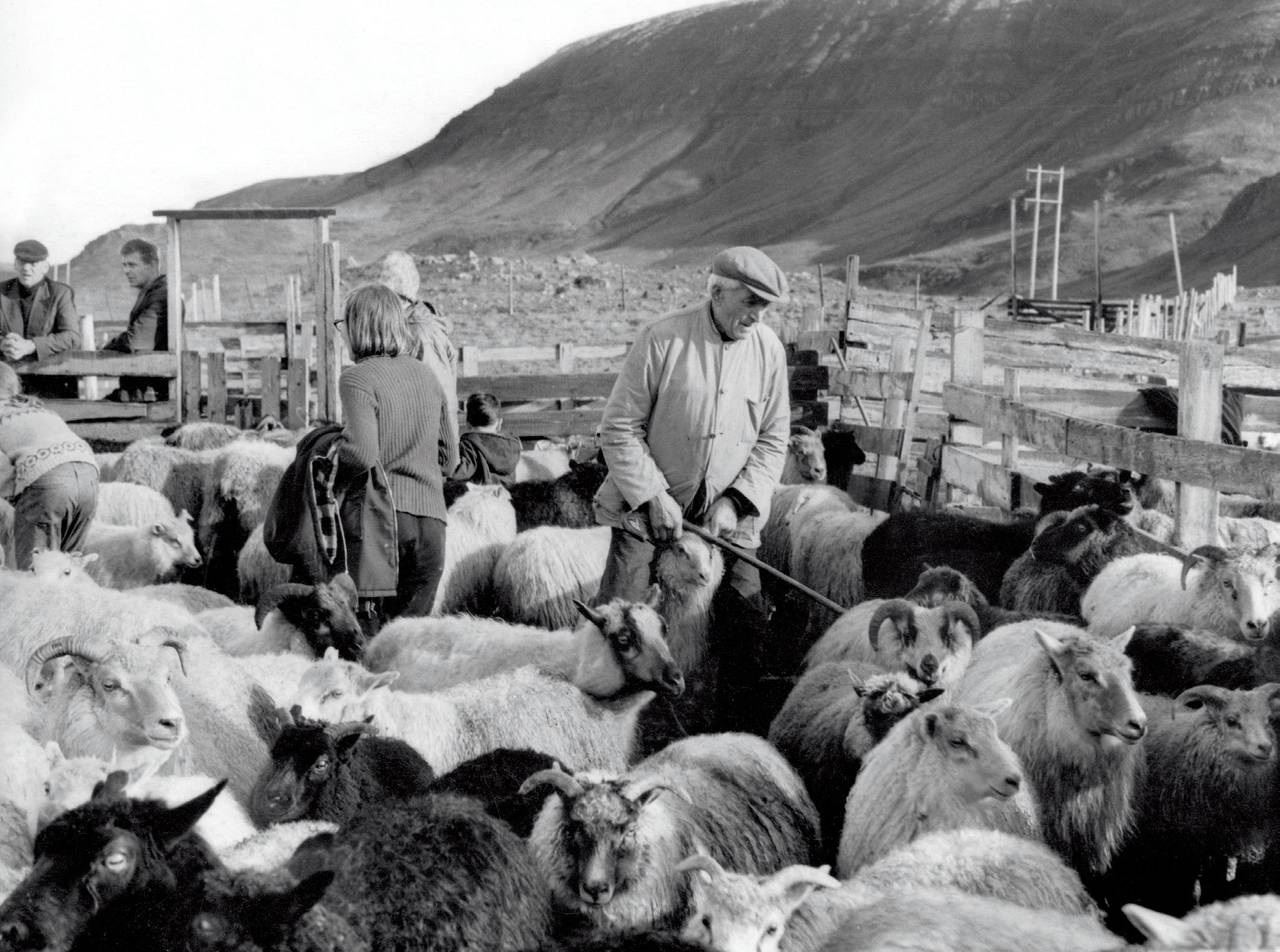 Weaving Through History: The Role of Women in Alafoss Wool Factory