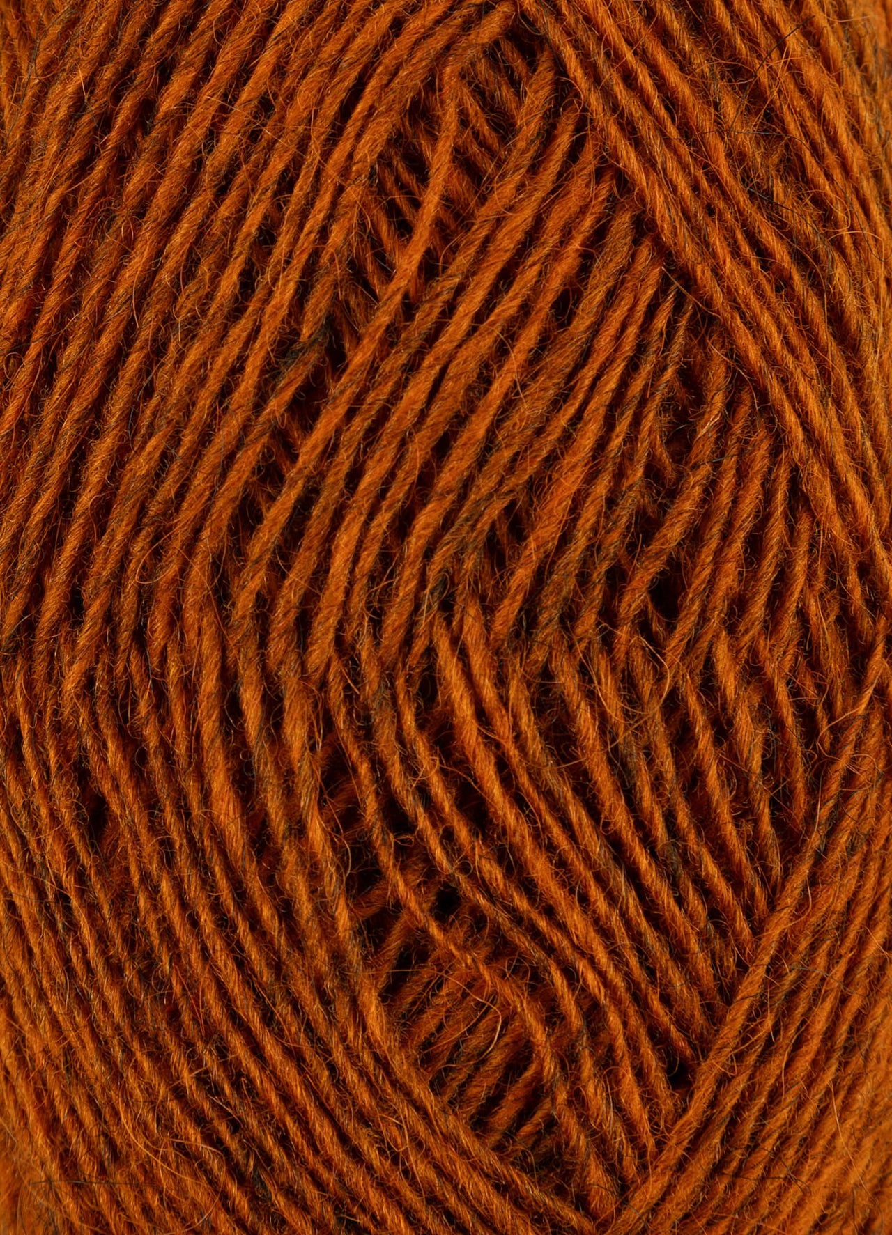 Fjallalopi -3042 - Ginger