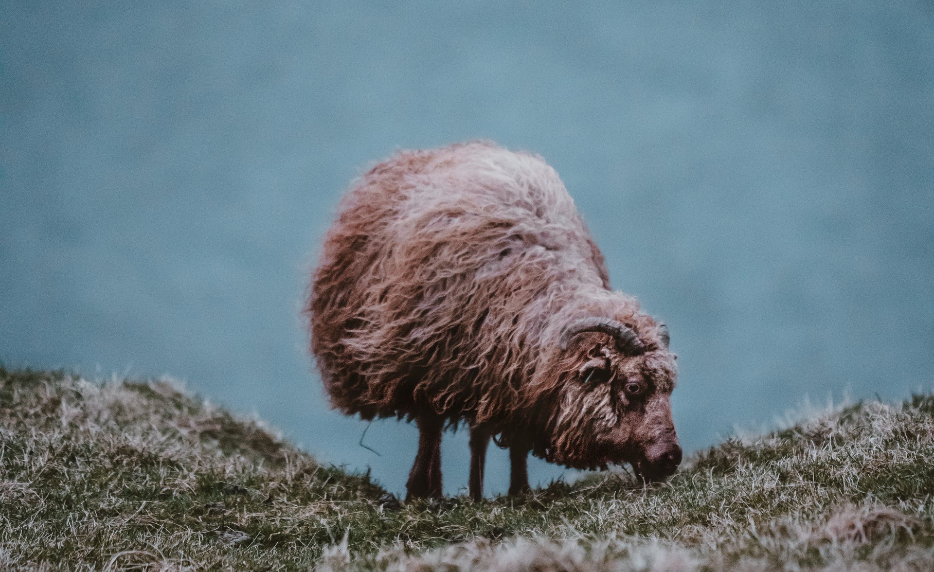 Icelandic Sheep